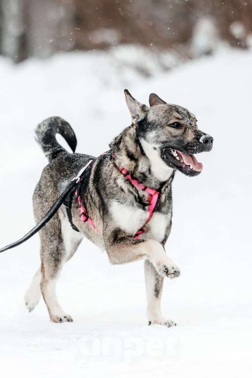 Собаки в Москве: Маленькая Тая из приюта Девочка, Бесплатно - фото 3