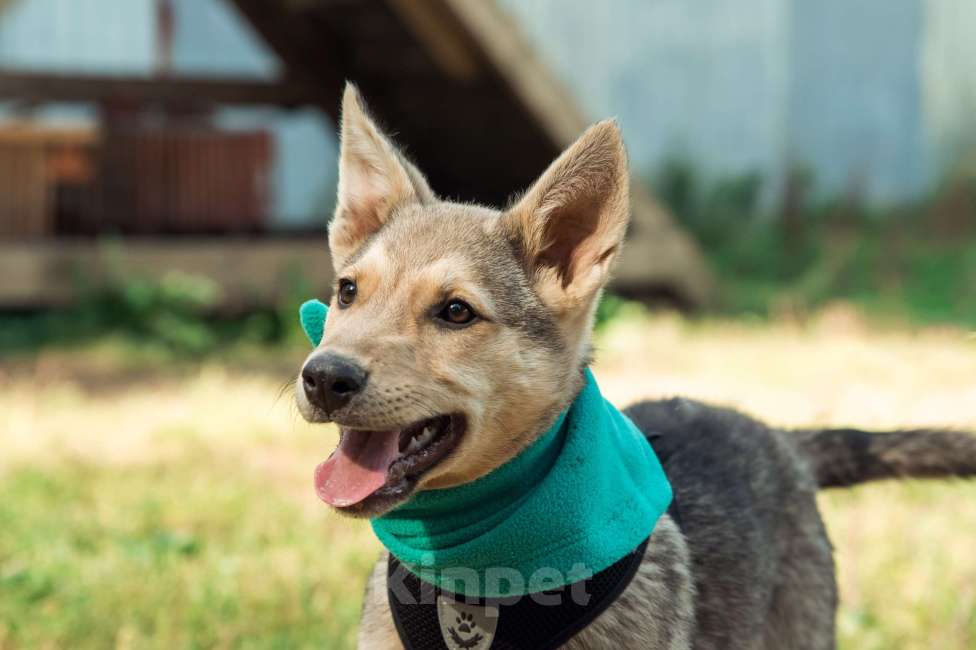 Собаки в Москве: Щенок 4х месяцев Сандра в добрые руки  Девочка, Бесплатно - фото 2