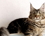 Кошки в Энгельс: Котята Мейн Ку Девочка, 35 000 руб. - фото 2