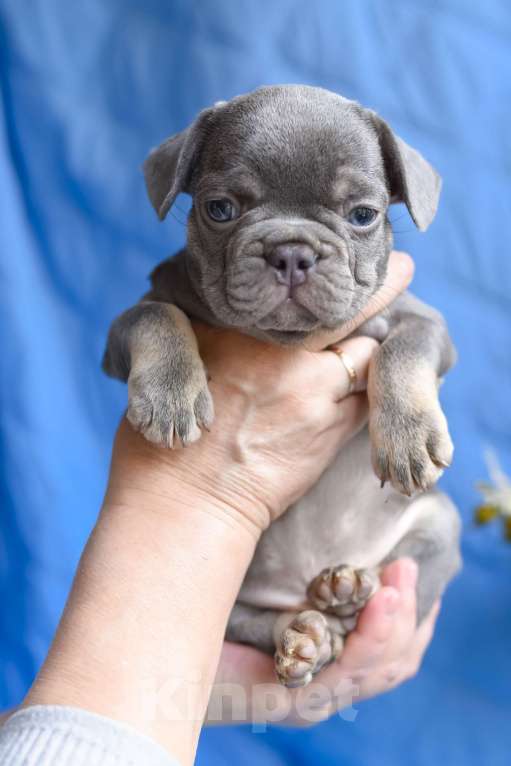 Собаки в Москве: мальчик лилак тан , документы доставка Мальчик, 80 000 руб. - фото 6
