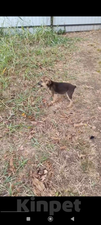 Собаки в Москве: Милый щенок с забавным хвостиком в добрые ручки Мальчик, Бесплатно - фото 3