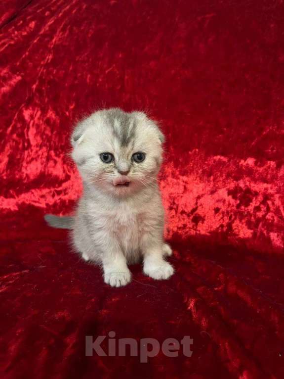 Кошки в Новосибирске: Продам шотландских котят Разнополые, Бесплатно - фото 10