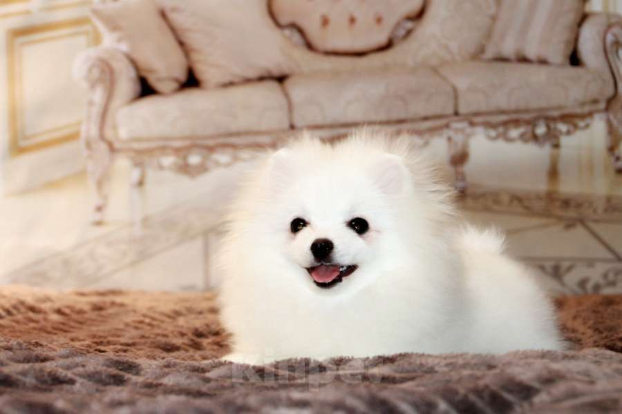 Собаки в Москве: щенки померанского шпица Мальчик, 45 000 руб. - фото 1