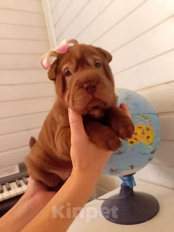 Собаки в Волгограде: Девочка 2 шарпей Девочка, 9 000 руб. - фото 2