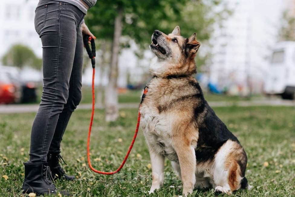 Собаки в Москве: Алиса Девочка, Бесплатно - фото 2