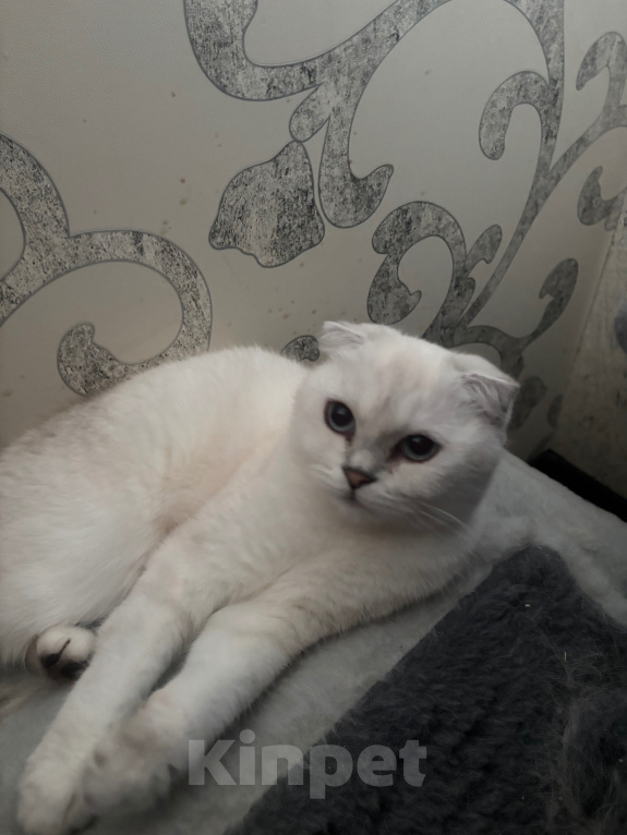 Кошки в Одинцово: Шотландские молодые кошки Девочка, 35 000 руб. - фото 1