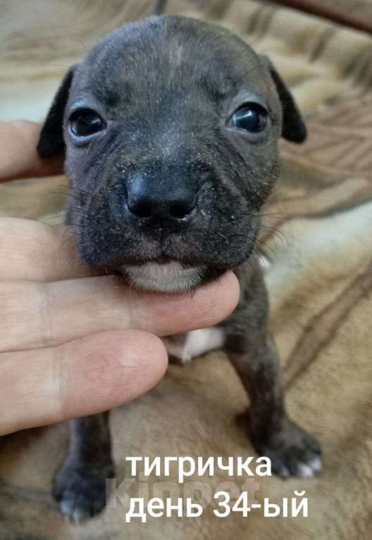 Собаки в других городах Московской области: Щенок Питбуля Девочка Тигровая рождена 29.07.25 Девочка, 25 000 руб. - фото 2