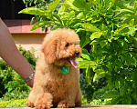 Собаки в Воронеже: Щенок Пуделя Мальчик, Бесплатно - фото 1