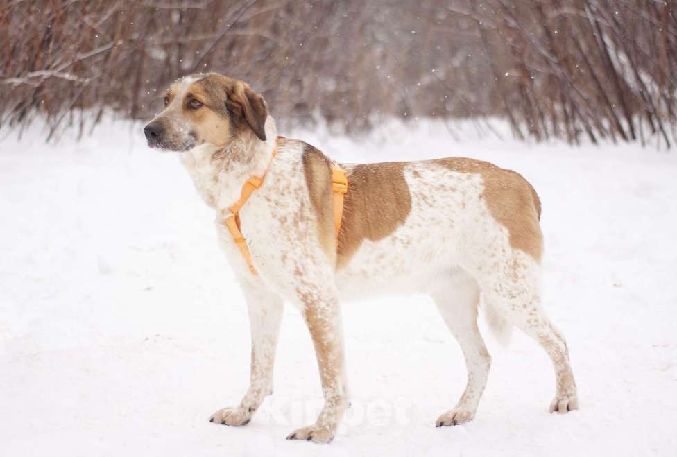 Собаки в Москве: Очень красивый Дэнни в поисках дома Мальчик, Бесплатно - фото 2