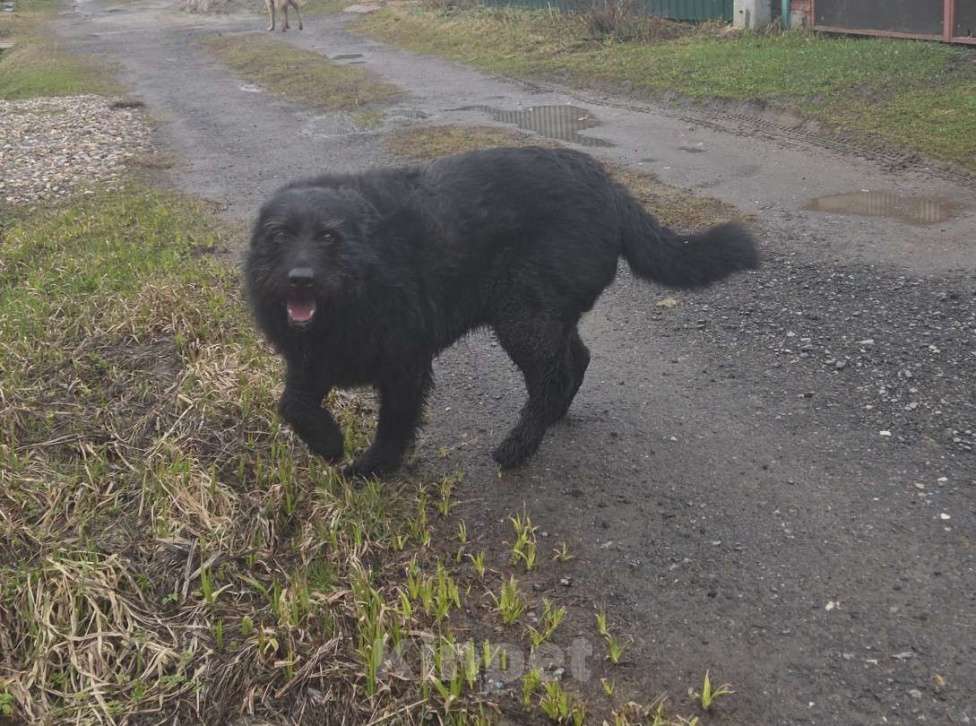 Собаки в других городах Московской области: Малыш ищет дом Мальчик, Бесплатно - фото 2