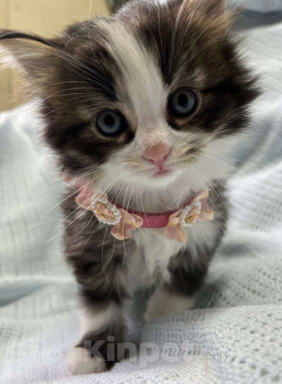 Кошки в Ногинске: Котенок девочка в добрые руки Девочка, Бесплатно - фото 3