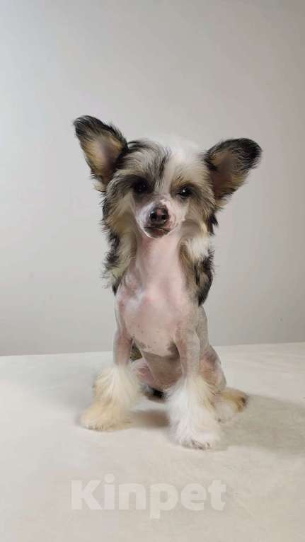 Собаки в Липецке: Голая миниатюрная девочка Девочка, 60 000 руб. - фото 1