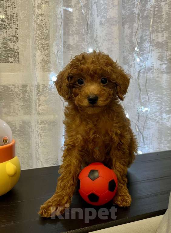 Собаки в Москве: Мальчик той- пудель  Мальчик, Бесплатно - фото 1