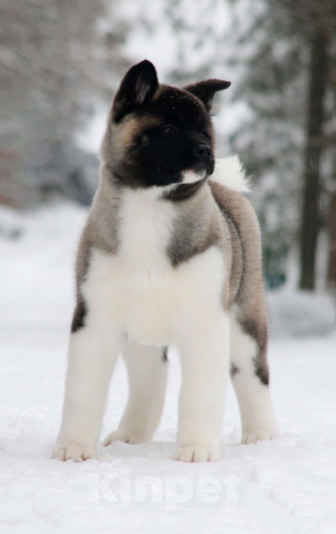 Собаки в других городах Ленинградской области: Супер-щенок кобель, чёрный серебристый с ярким кантом Мальчик, Бесплатно - фото 2