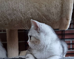 Кошки в Балашихе: Шотландская красавица с документами Девочка, 20 000 руб. - фото 4