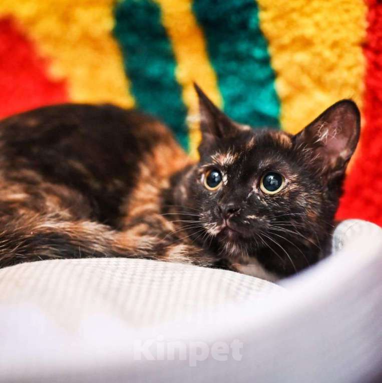 Кошки в Москве: Ласковый котенок девочка ищет заботливую семью Девочка, Бесплатно - фото 2