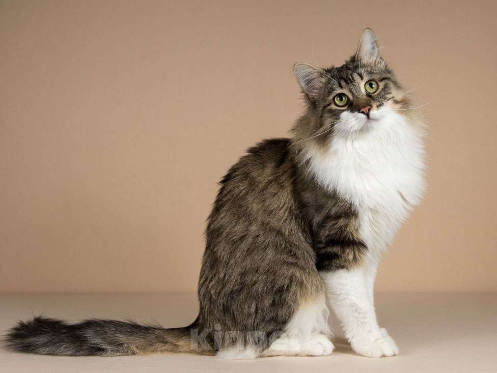 Кошки в Москве: Добрый ласковый богатырь кот Фунтик Мальчик, Бесплатно - фото 5