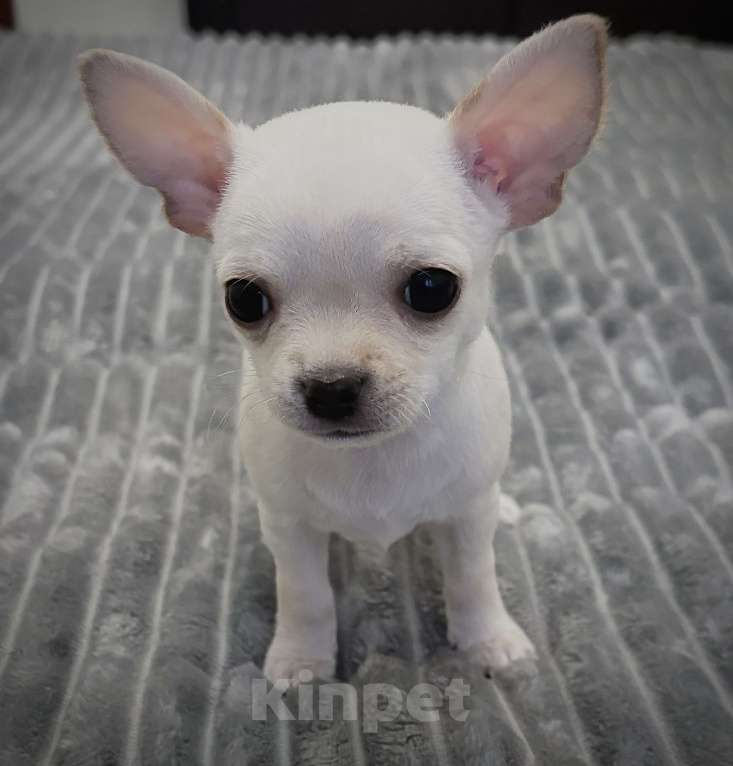 Собаки в Москве: Щенки чихуахуа Мальчик, 40 000 руб. - фото 1