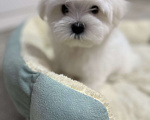 Собаки в Самаре: Мальтийская болонка мини Мальчик, 70 000 руб. - фото 2