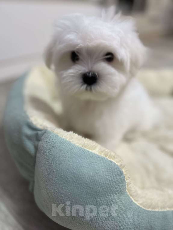 Собаки в Самаре: Мальтийская болонка мини Мальчик, 70 000 руб. - фото 2