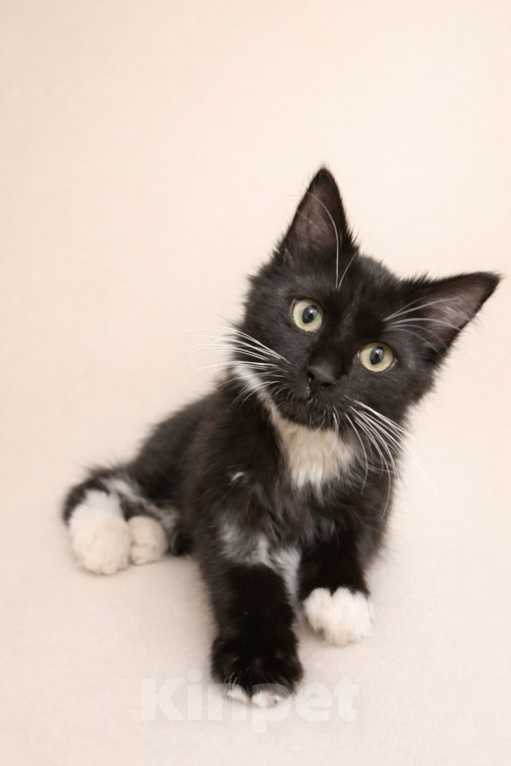 Кошки в Москве: Котенок Гвоздика скорее хочет на ручки Девочка, Бесплатно - фото 1