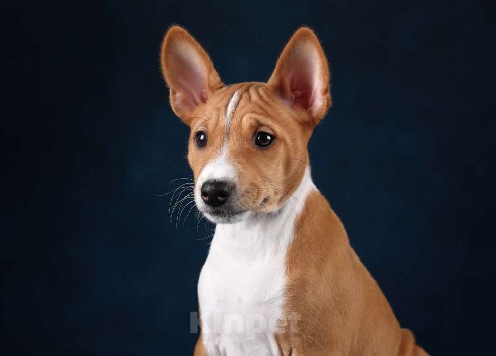 Собаки в Санкт-Петербурге: Щенок басенджи Девочка, Бесплатно - фото 6