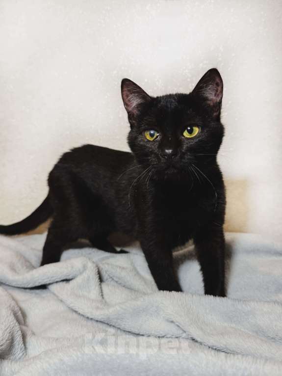 Кошки в Москве: Очаровательные котята Ночь и Ириска в дар. Девочка, Бесплатно - фото 3