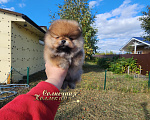Собаки в Москве: Курносый меховой померанский шпиц питомник Ркф Мальчик, Бесплатно - фото 1