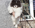 Собаки в Москве: Голубая девочка ШПИЦА померанского Девочка, 120 000 руб. - фото 6