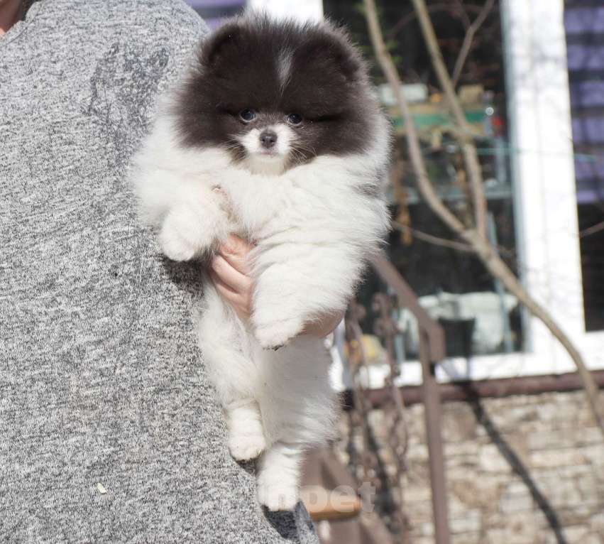 Собаки в Москве: Голубая девочка ШПИЦА померанского Девочка, 120 000 руб. - фото 6