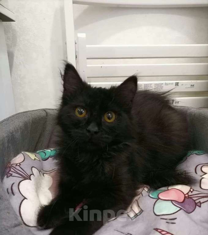 Кошки в Казани: Котенок мальчик Мальчик, Бесплатно - фото 1