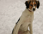 Собаки в Москве: Щеночек-подросток, метис охотничьей породы, Мэгги- в дар. Девочка, 100 руб. - фото 2