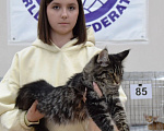 Кошки в Москве: Мейн кун Девочка, 65 000 руб. - фото 2