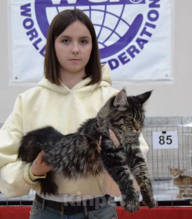 Кошки в Москве: Мейн кун Девочка, 65 000 руб. - фото 2