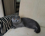Кошки в Электростали: Вязка с Шотландским вислоухим котом Мальчик, 2 500 руб. - фото 4