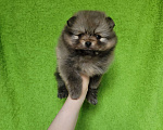 Собаки в Москве: Большой выбор щенков, 25 000 руб. - фото 6