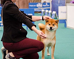 Собаки в Санкт-Петербурге: Сиба ину вязка с чемпионом Мальчик, 40 000 руб. - фото 6