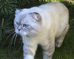 Кошки в Мытищах: Кот на вязку  Мальчик, 3 000 руб. - фото 4