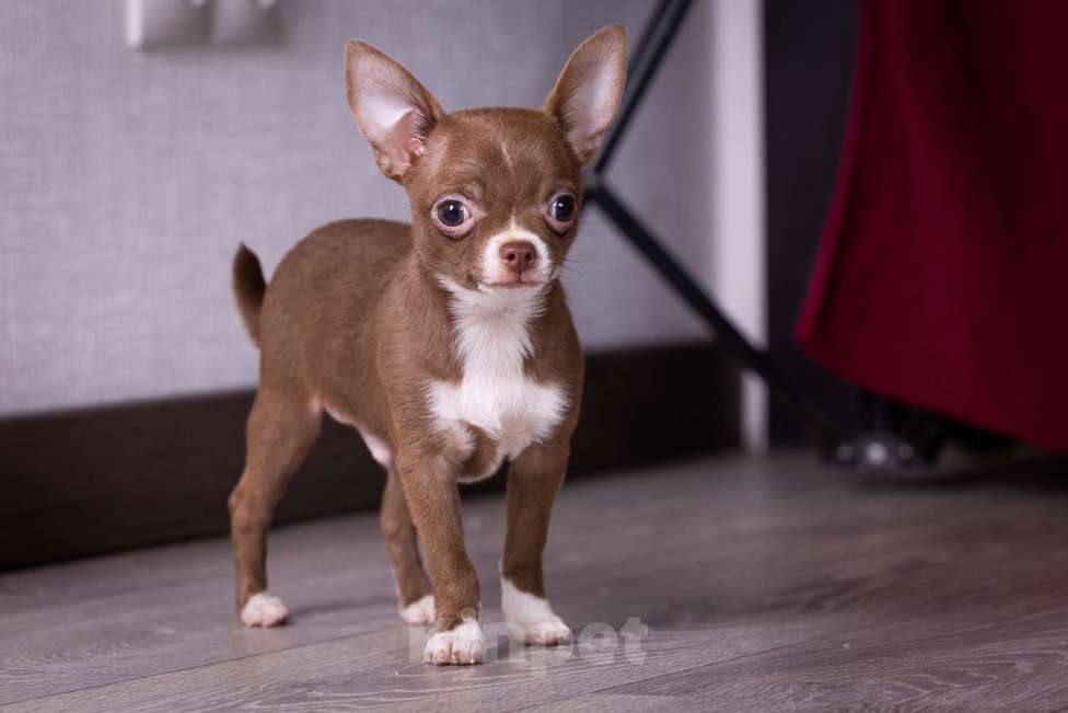 Собаки в Балашихе: Мини мальчик шоколадный чихуахуа  Мальчик, 40 000 руб. - фото 4
