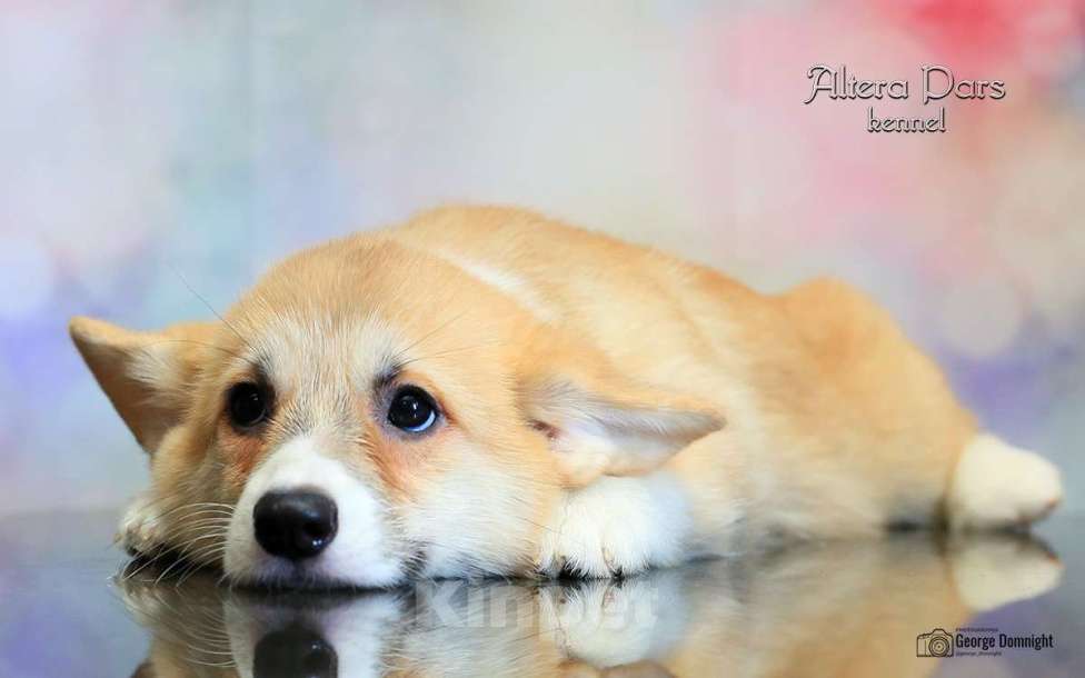 Собаки в Москве: Вельш корги пемброк Девочка, 80 000 руб. - фото 2