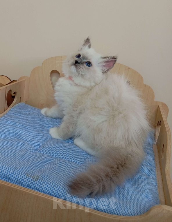 Кошки в Москве: Котëнок Рэгдолл Marusya Девочка, 100 000 руб. - фото 7