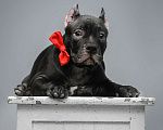 Собаки в Ижевске: Дети американского булли Девочка, 55 000 руб. - фото 6