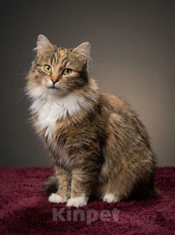 Кошки в Санкт-Петербурге: Очень ласковая молодая кошка. Пушистая. Кастрирована и привита. Девочка, Бесплатно - фото 5