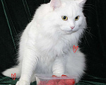 Кошки в Новом Ладоге: Предлагаются клубные сибирские котята мальчик/девочка Девочка, Бесплатно - фото 4