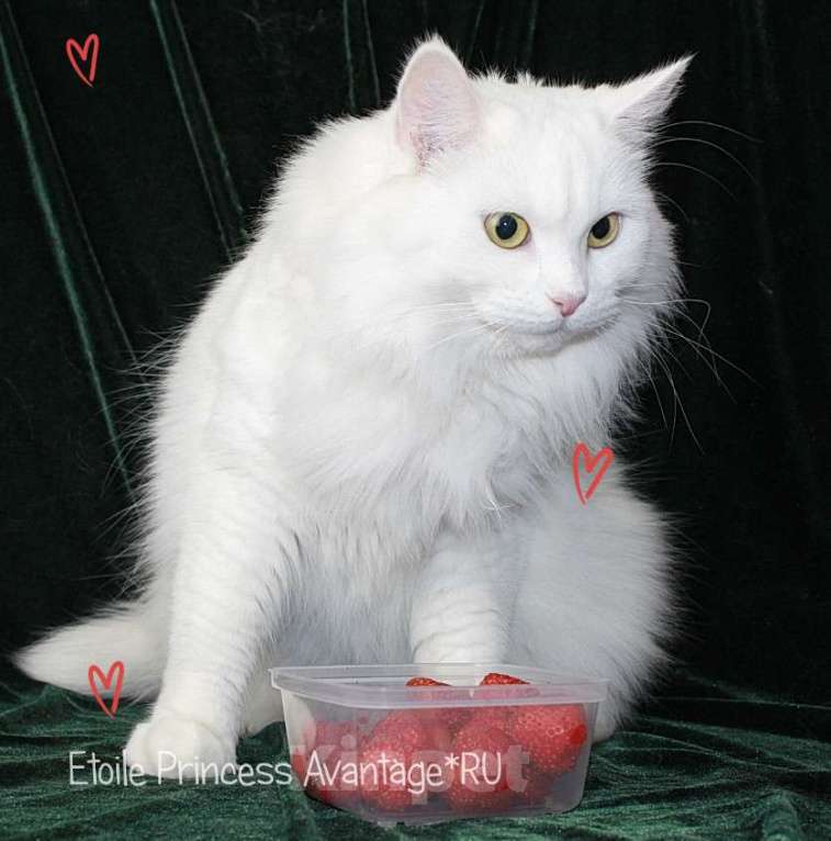 Кошки в Волхове: Сибирские котята клубные с документами и вакцинациями Девочка, Бесплатно - фото 4