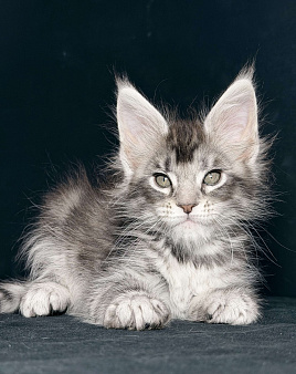 Любознательная красотка