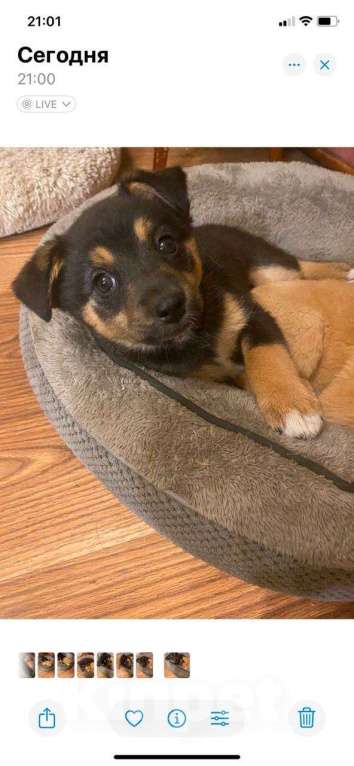 Собаки в Москве: Щенок Эшли 2 месяца ждет мам и пап Девочка, Бесплатно - фото 5