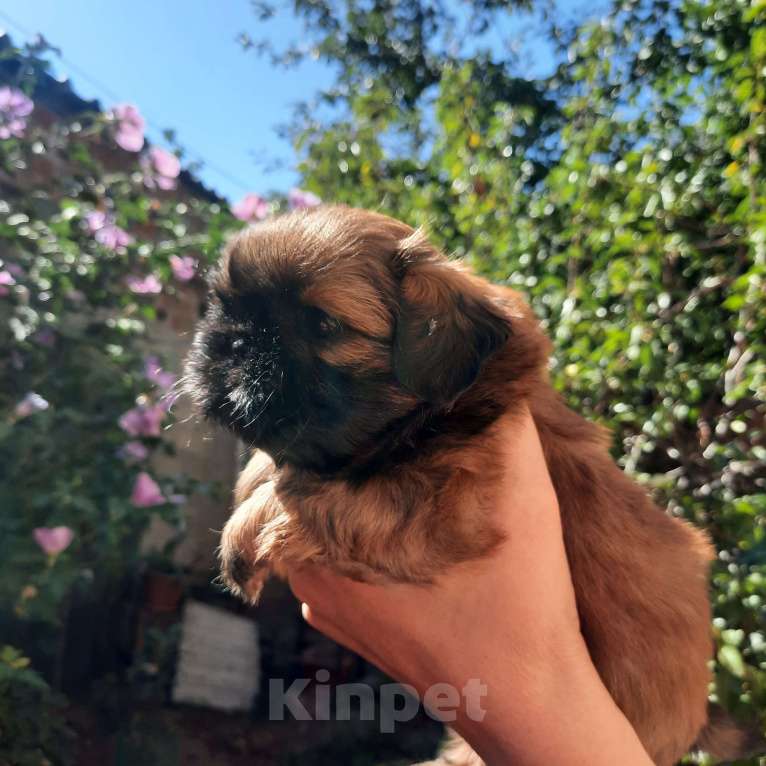 Собаки в Москве: Щенок ши-тцу мальчик Мальчик, 40 000 руб. - фото 3