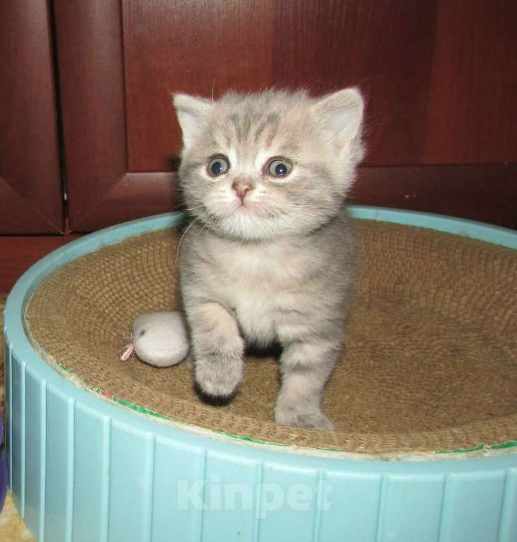 Кошки в Санкт-Петербурге: для бронирования кошечка Девочка, 25 000 руб. - фото 7