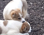 Собаки в Екатеринбурге: Среднеазиатская овчарка Мальчик, Бесплатно - фото 1